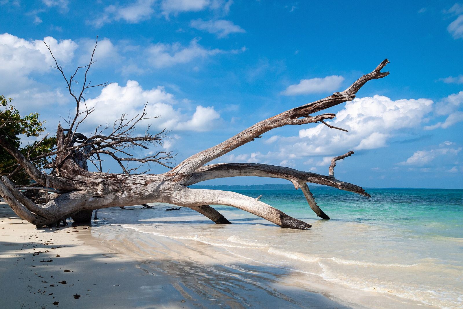 A bleached driftwood tree on a white beach on Havelock Island, Andaman